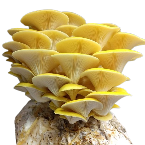 pleurotus-citrinopileatus-seta-amarilla
