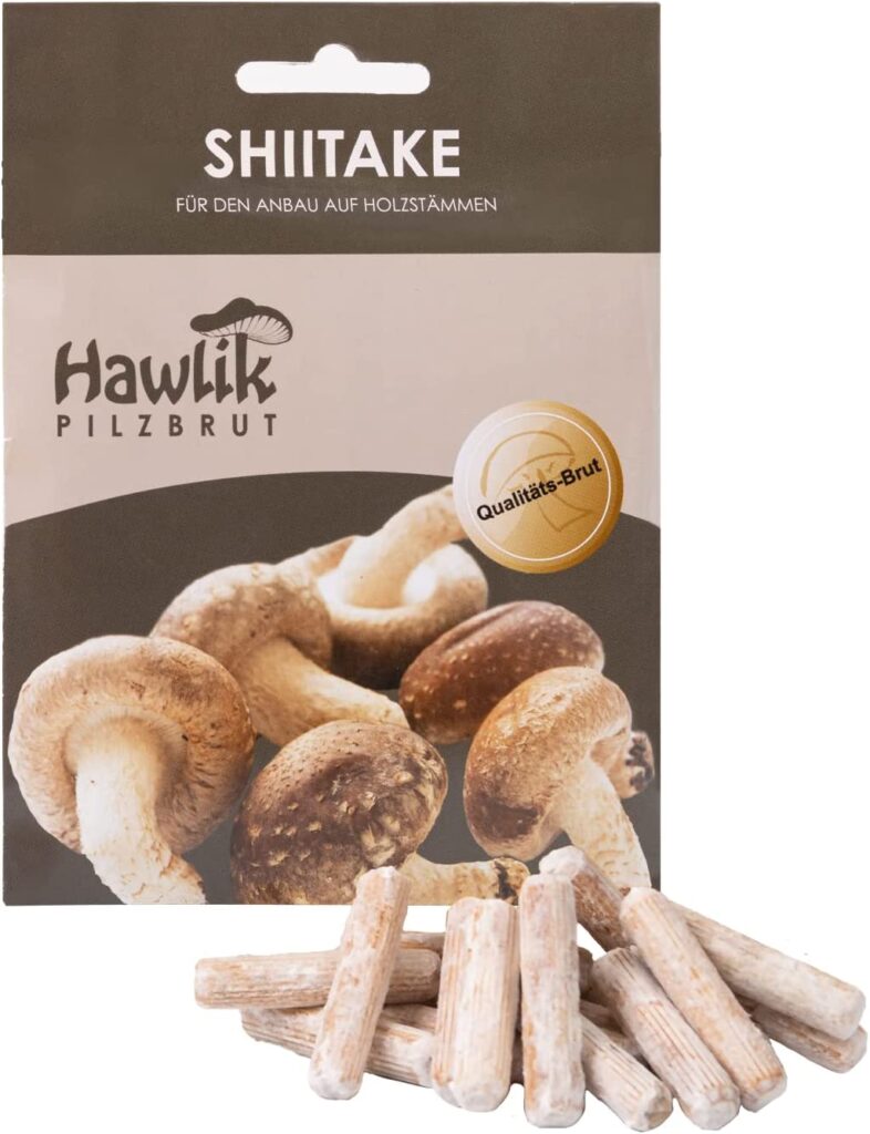 micelio de shiitake