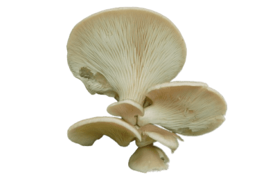 Pleurotus-pulmonarius