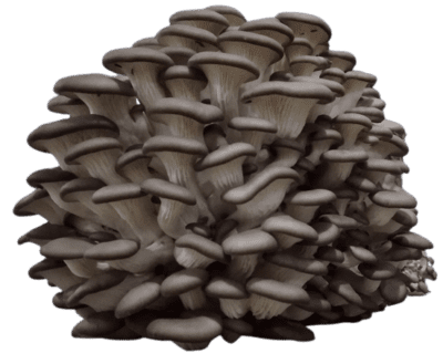 Racimo-Pleurotus-Ostreatus