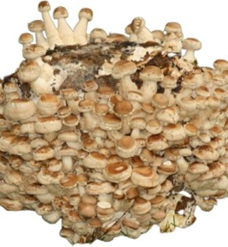 Setas deshidratadas para recetas fáciles y rápidas