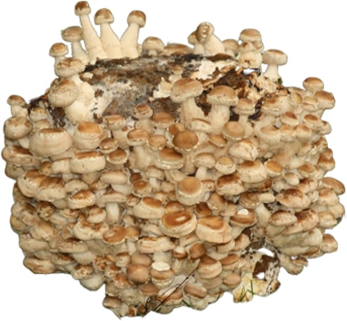 Setas deshidratadas para recetas fáciles y rápidas